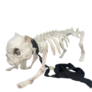 SPOOKY DOG SKELETON DECOR