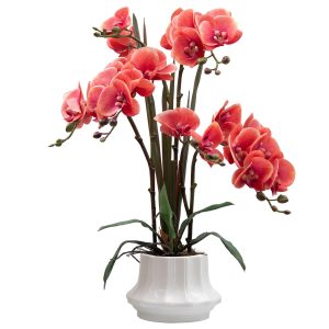 PEACHY ORCHID PLANT
